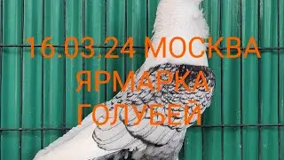 16.03.24. МОСКВА. ЯРМАРКА ГОЛУБЕЙ