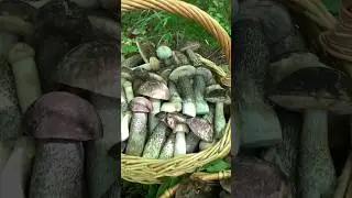 Вот такими урожаями порадовал октябрь