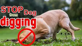 HOW TO STOP YOUR DOG DIGGING UP HOLE IN YARD.