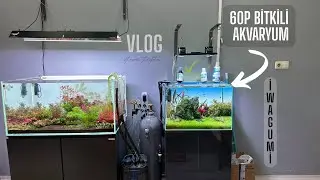 60cm BİTKİLİ AKVARYUM GELİŞİMİ İWAGUMİ STYLE 