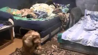 Ягдтерьер игра со Спаниелем
