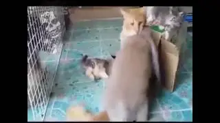 Крол против кота. Ржачь смотреть всем