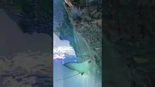 #slope #shortvideo #shorts #short