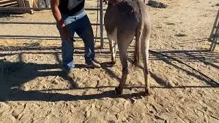 Tara-12Y.O. BLM JENNY