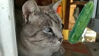 Боится ли гаражный кот огурцов?