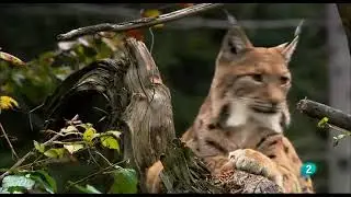 Alemania Salvaje: Bosques - (DOCUMENTAL)