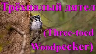 Трехпалый дятел (Three-toed Woodpecker)