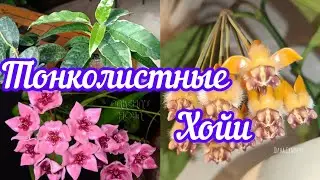 тонколистные хойи