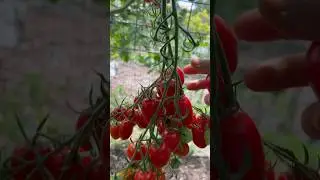 tomato harvest：Mighty sweet 高产好吃不开裂的葡萄番茄 8/4/2024