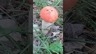 охота грибная  , сентябрь 25.