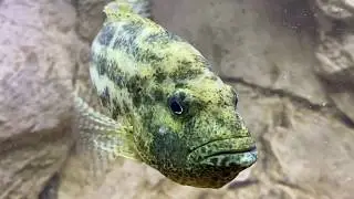 Nimbochromis polystigma mouthbrooding female - PISCES