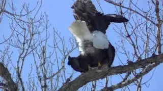 Bald Eagle Mating