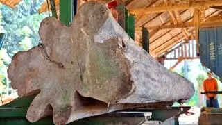 sawing decades-old dry teak logs at the sawmill 