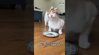 Cat And Catnip