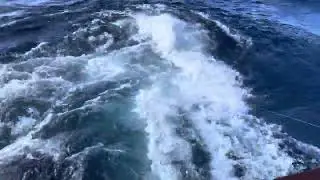 BlueMarlin