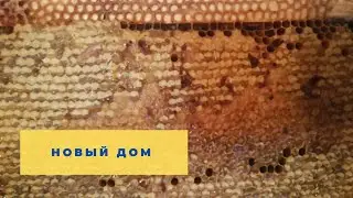 История одного улья