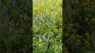 Уходят прочь мои печали