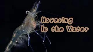 Apache in the Water 🚁 | Sulawesi Crystal Bee | 4K