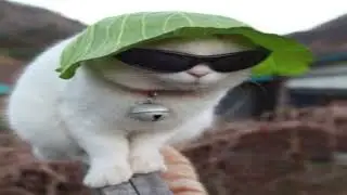 Catssss