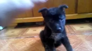 Дресирую. Овчарку