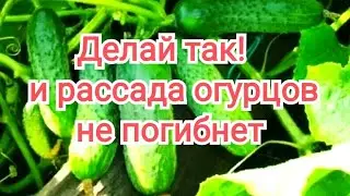 Высаживаю рассаду ОГУРЦОВ только так!!! Что делать, чтобы огурцы не погибли после высадки. #огурцы