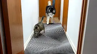 Will Dogs And Cats Believe an Optical Illusion?