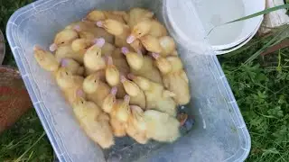 Один день из жизни уток.