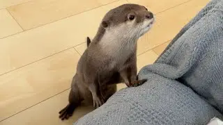 otter that knows it's playing a prank and doesn't want to stop.