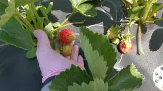 Венди, сладкая клубника, первогодка.