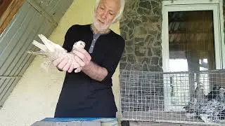 Мраморные среднеазиаты коллеги.