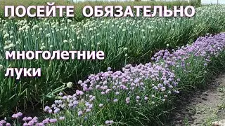 Посейте обязательно многолетние луки