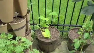 Prepare for Succession Planting in your garden - pickling cucumbers.