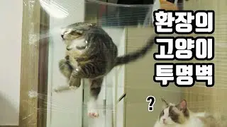 My Kitten's Reaction To The Invisible Wall Challenge