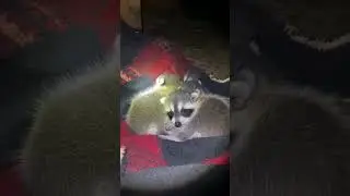 The cat was stealing things from the yard and the girl decided to find out where she was taking t...
