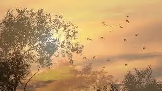 Птицы на воне заката. Футаж без звука