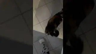 👍Кошка говорит МАМА❤️