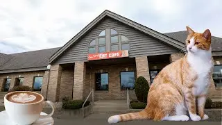 A Freaking Cat Cafe?! (Places to go in NWI)