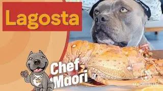 Lagosta para Minha American Bully