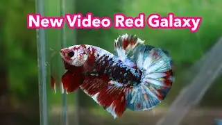 New Video Red Galaxy | 0777678979