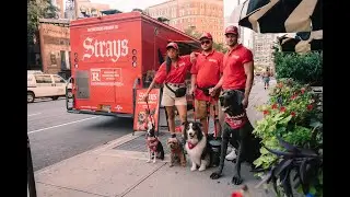Strays - Poop Patrol and Ice Cream Truck LA & NYC Recap