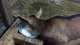 Мы опять с рыбой Поим козлят