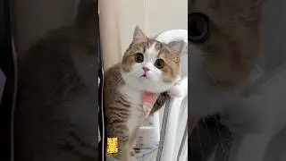 Funny Cat & Cute Kittens664😻 