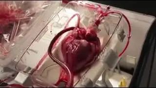 Живое сердце бьется стучит.