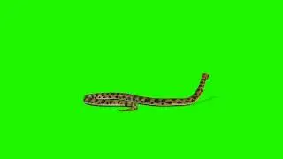 Anaconda green screen video