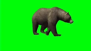 Brown Bear Green Screen Animal Video