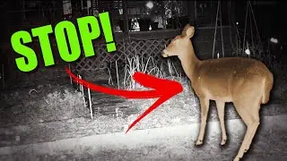 Stop Animals from Destroying your Garden! #pestcontrol #gardenpest #nokill