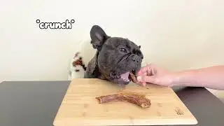 Frenchie Reviews Farm Hounds Dog Treats
