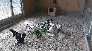 Алтайская бентамка