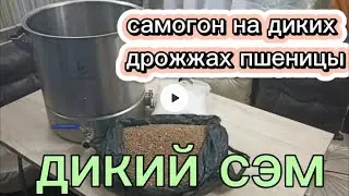 Самогон на диких дрожжах пшеницы. ДИКИЙ СЭМ.