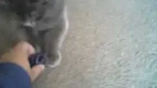 Cat Fetching! LIVE FOOTAGE!
